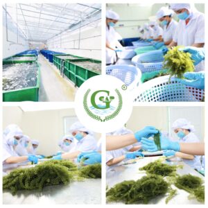 Rong nho tươi Green Food